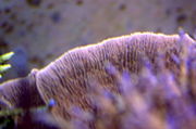 Alabama Grape Montipora